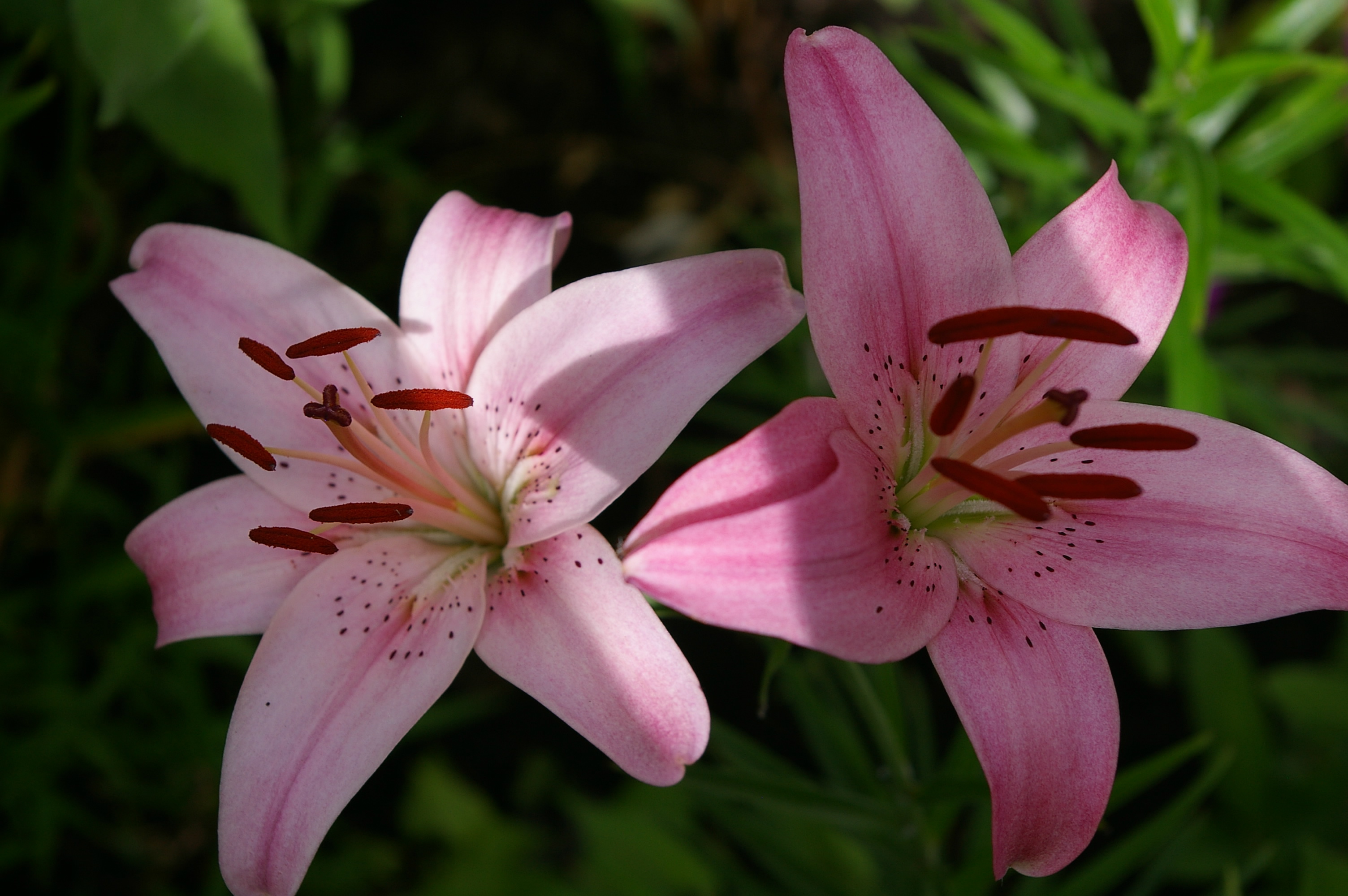 Asiatic Lily