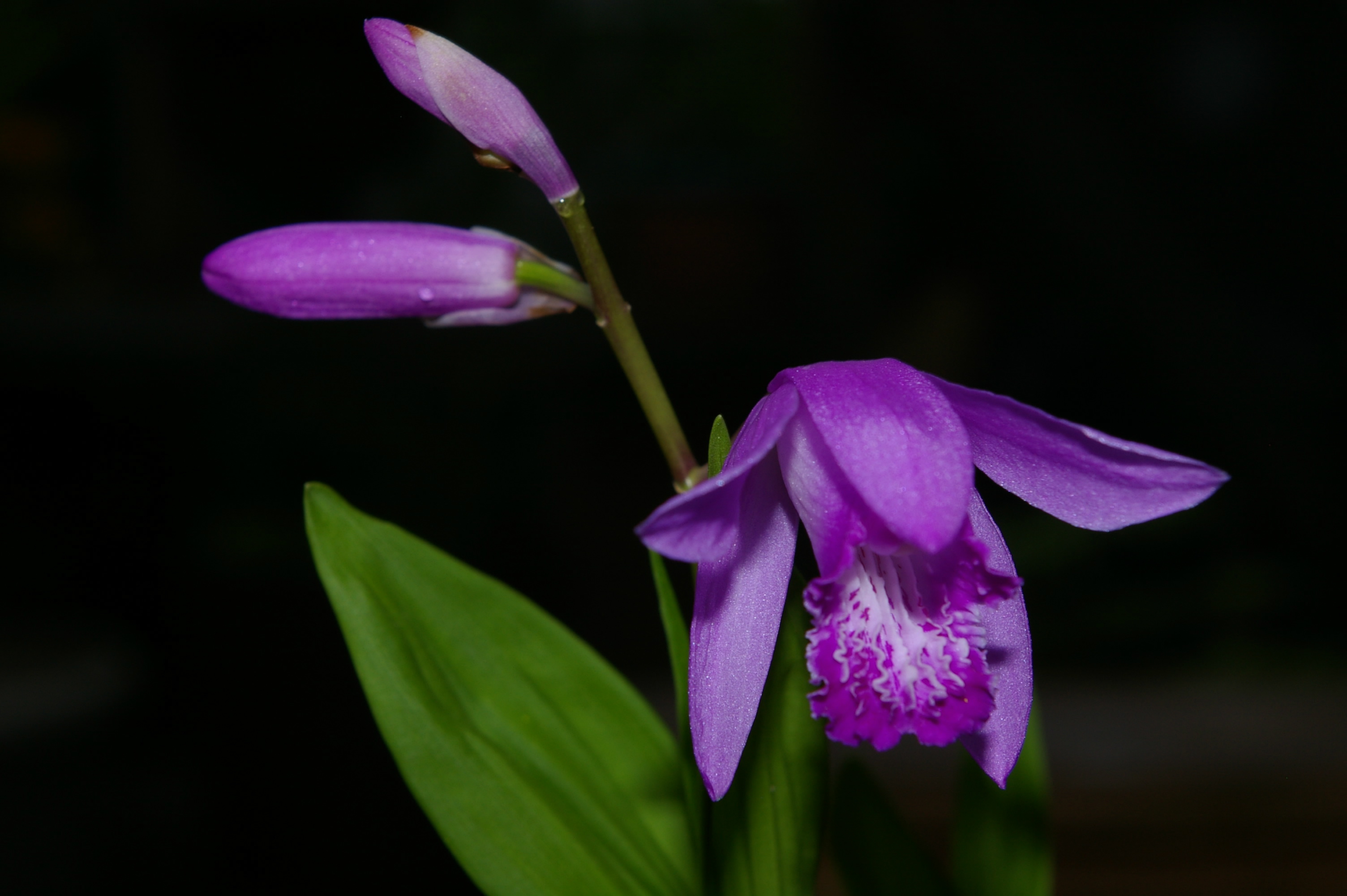 Chinese Ground Orchid