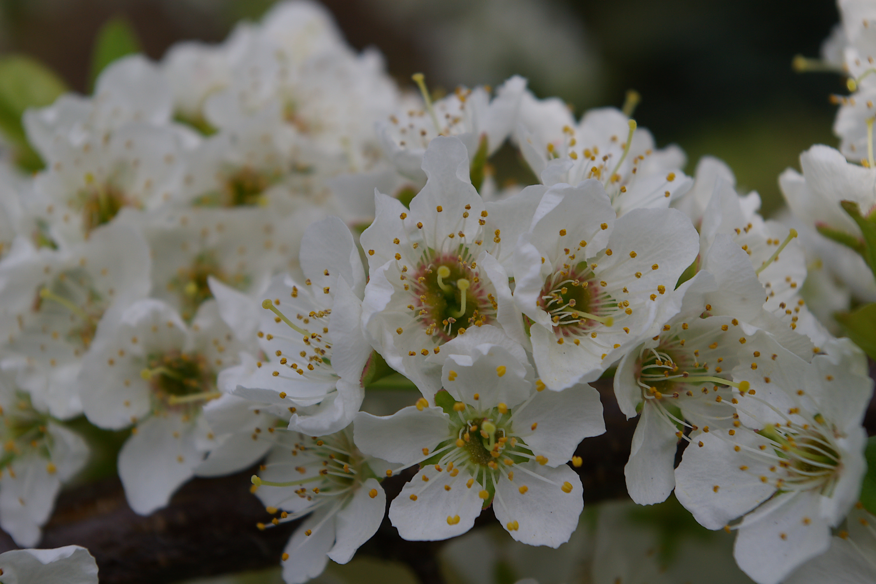 Hawthorn