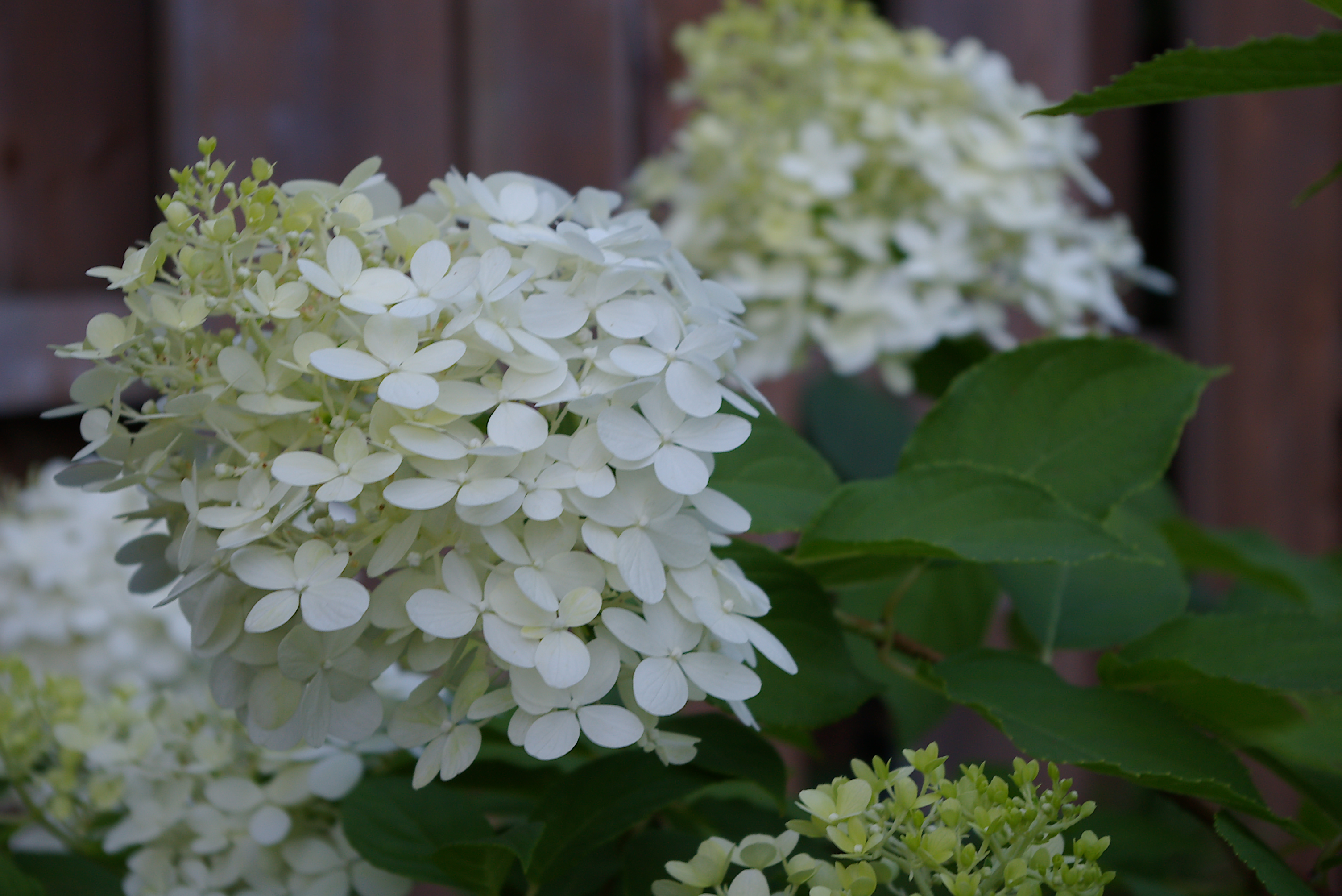 Hydrangea