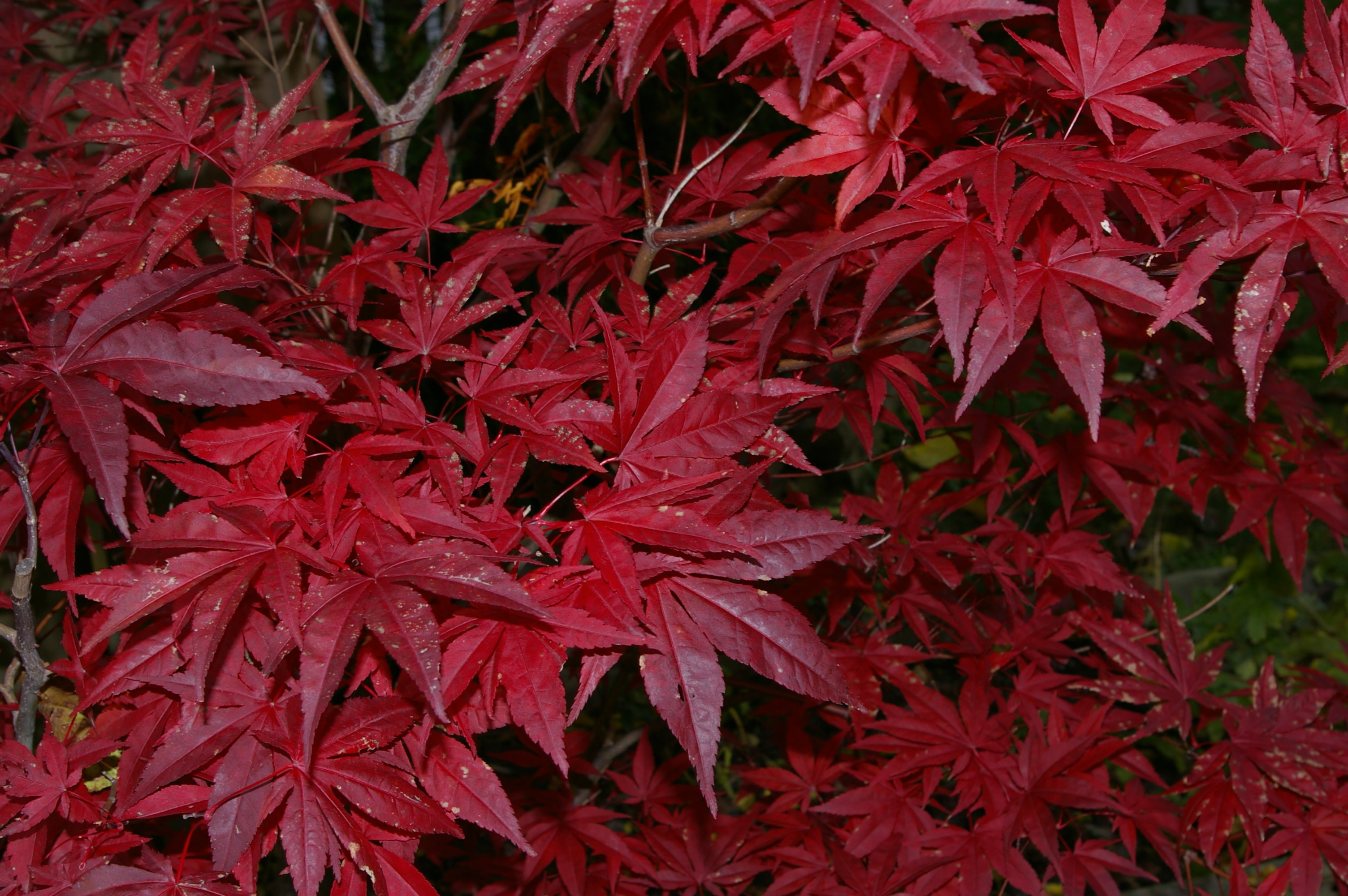 Japanese Maple