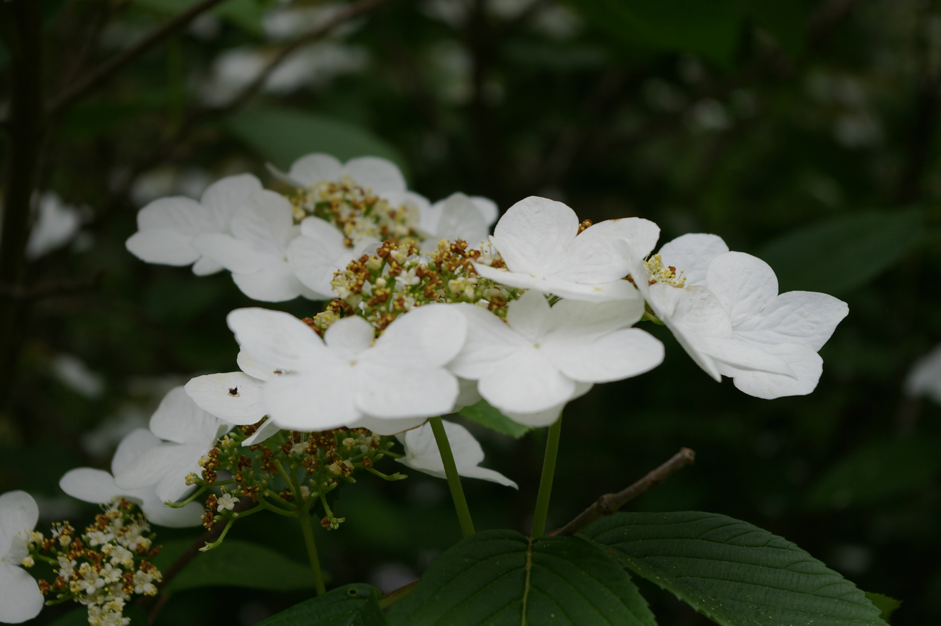 Viburnum