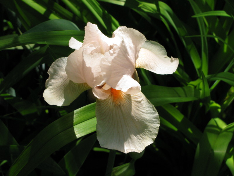 White Iris