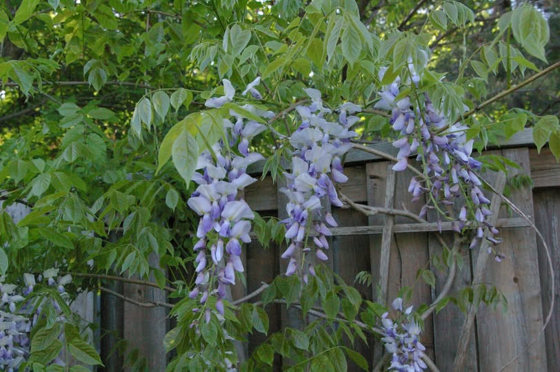 Wisteria