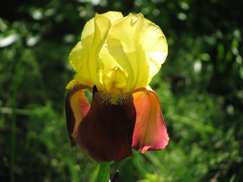 Iris